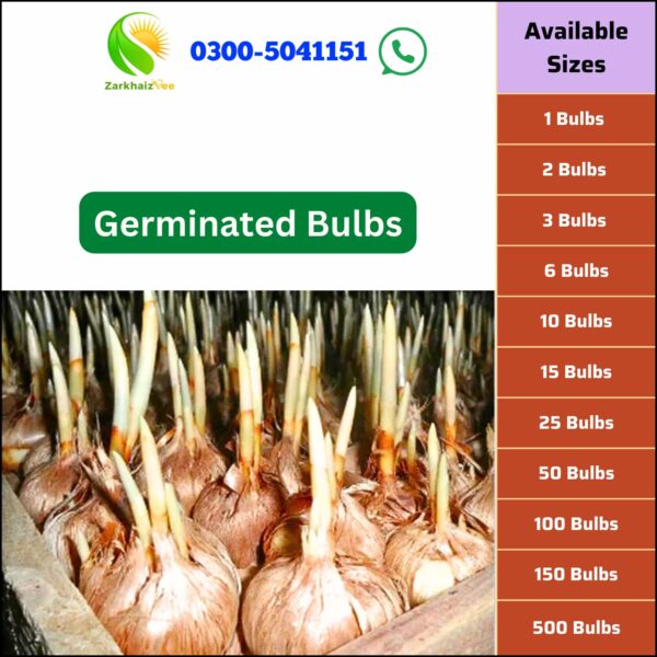 Saffron Bulb | Zaffran Germinated Bulbs - Image 2