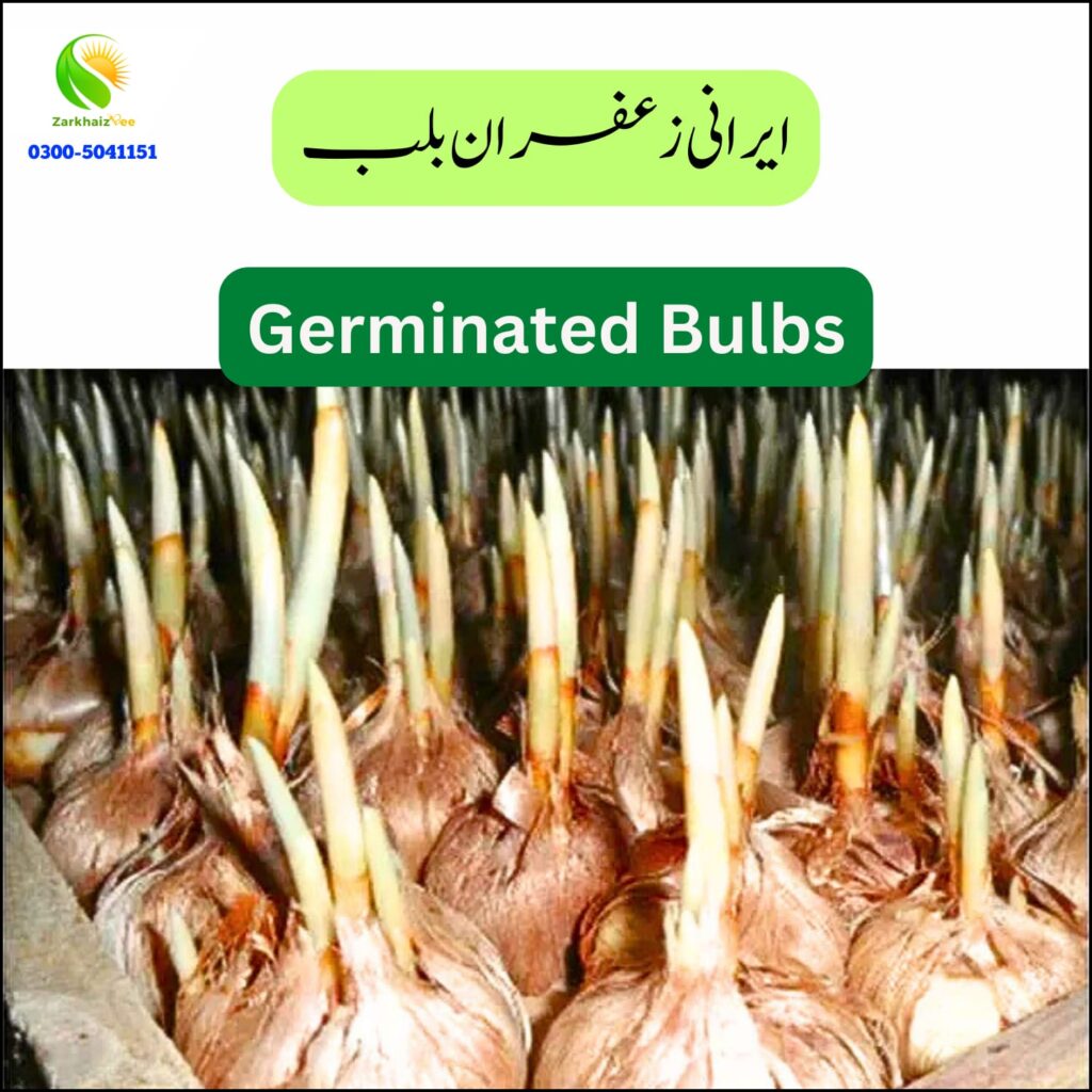 Saffron Bulb | Germinated Bulbs