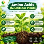 Amino Acid Price in Pakistan 2026 | Premium Plant Growth & Stress Booster | ZarkhaizBee - Image 2