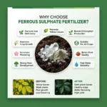 Plant leaves before and after using ZarkhaizBee Ferrous Sulphate fertilizer