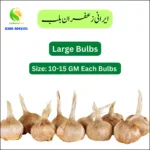 Premium Saffron Bulbs (10–15 GM) – High-Quality Kesar Bulbs for Cultivation & Home Gardening | Buy Online in Pakistan