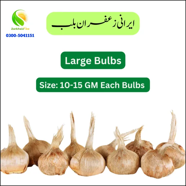 Premium Saffron Bulbs (10–15 GM) – High-Quality Kesar Bulbs for Cultivation & Home Gardening | Buy Online in Pakistan