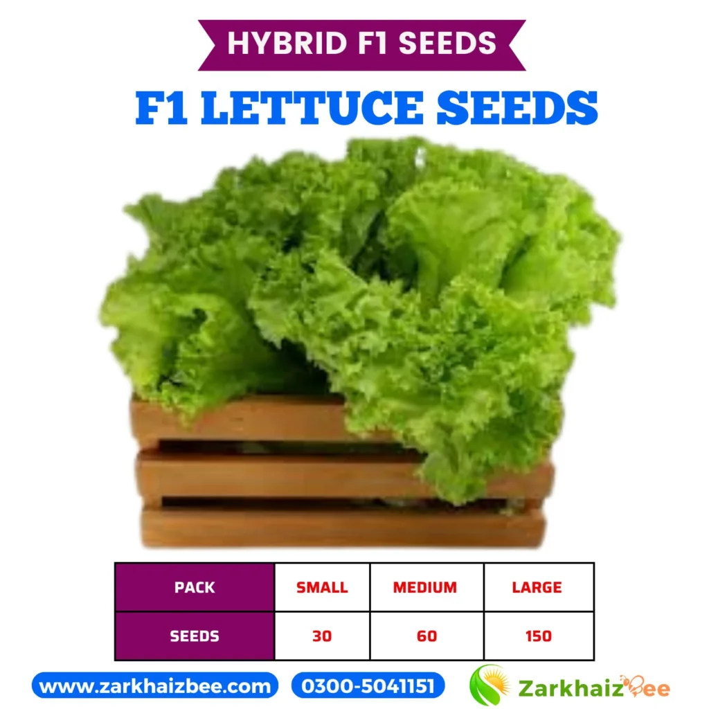Lettuce Hybrid Seeds in Pakistan high yield 2026