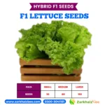 Lettuce Hybrid Seeds in Pakistan high yield 2026