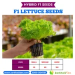 Lettuce Hybrid Seeds Price in Pakistan 2026 | High Yield & Disease Resistant | ZarkhaizBee - Image 2