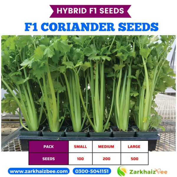 Coriander Hybrid Seeds high yield Pakistan 2026