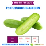 ZarkhaizBee Cucumber Hybrid Seeds Pack Sizes and Seed Count 2026
