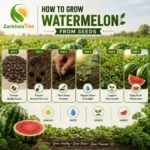 "ZarkhaizBee Watermelon Seeds packets—Small, Medium, Large, and Extra Large sizes displayed with pricing for 2026 Pakistan market. Certified organic and hybrid varieties."